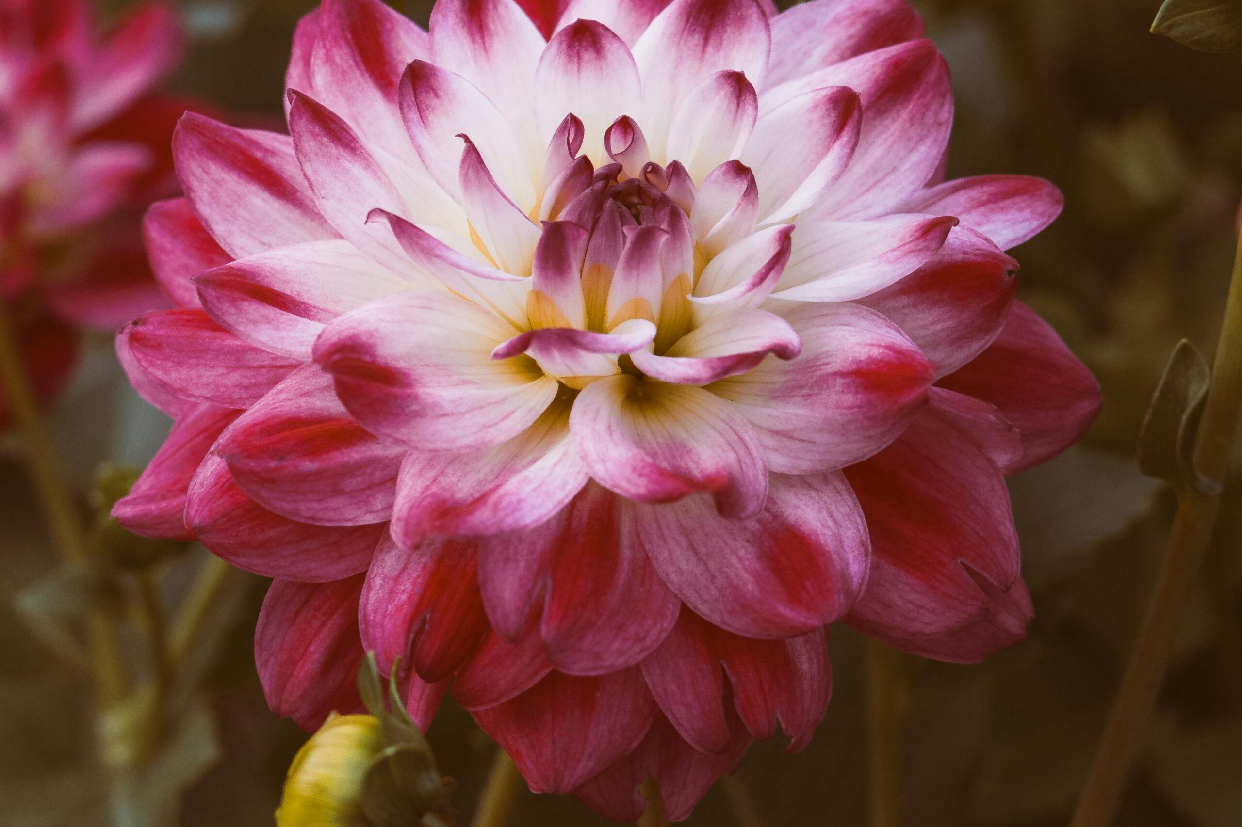 Close-up photo of a vibrant pink and white dahlia flower in bloom.